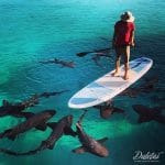 double chamber paddle board
