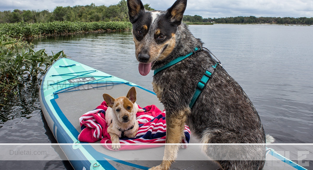 paddle boarding